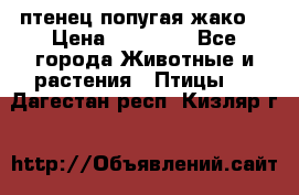 птенец попугая жако  › Цена ­ 60 000 - Все города Животные и растения » Птицы   . Дагестан респ.,Кизляр г.